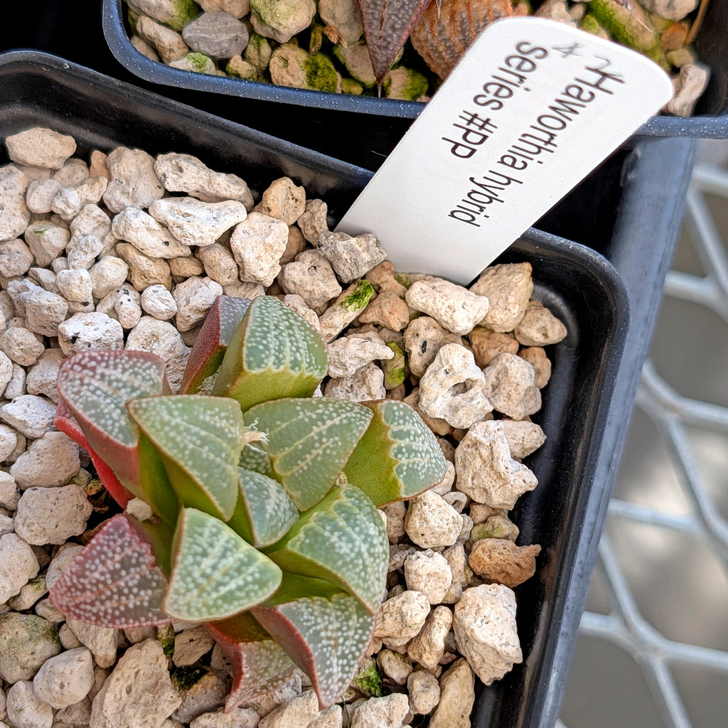 Haworthia groenewaldii PP413  #42