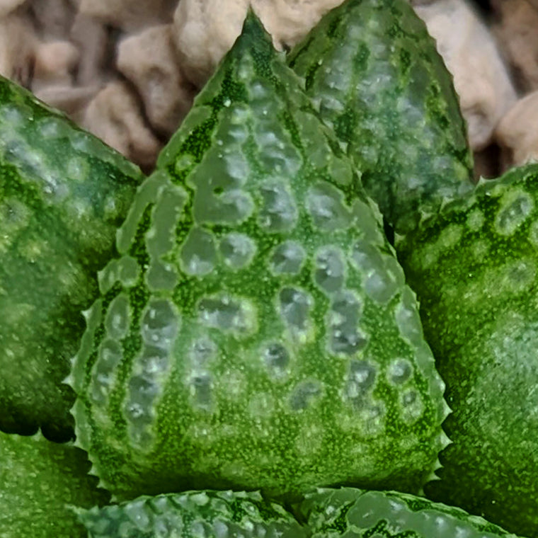 Haworthia Green Pleasure Machine X Mirrorball hybrid series PP419 #e