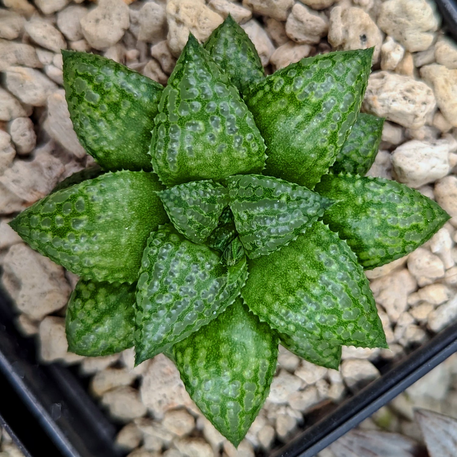 Haworthia Green Pleasure Machine X Mirrorball hybrid series PP419 #e