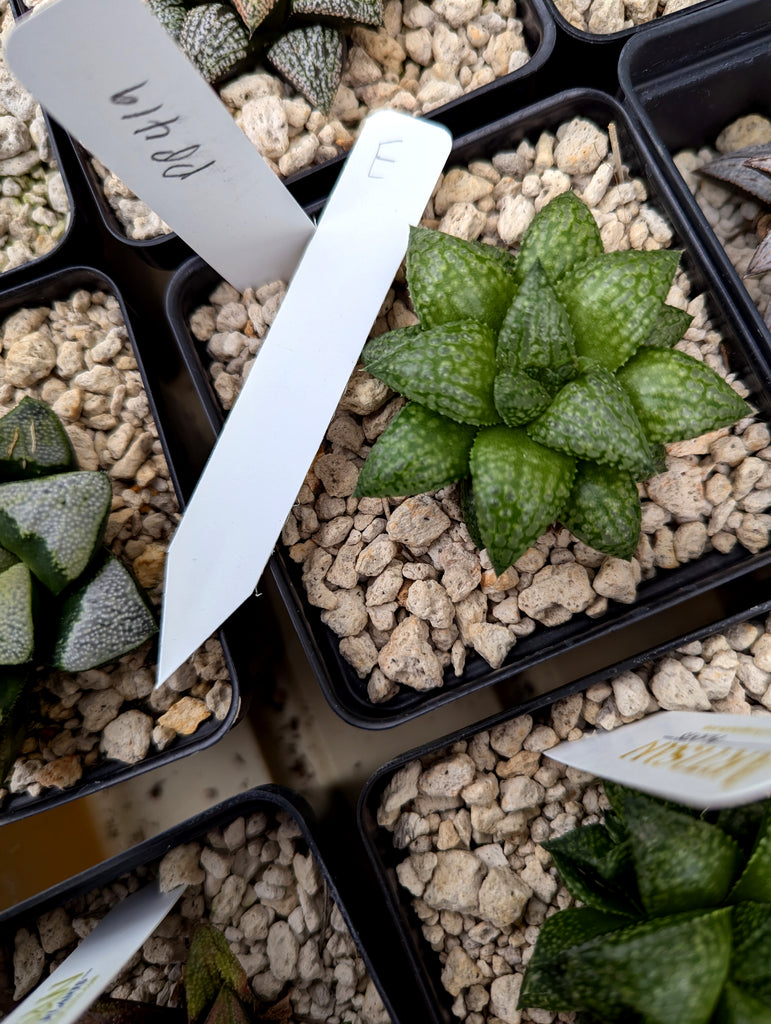 Haworthia Green Pleasure Machine X Mirrorball hybrid series PP419 #e