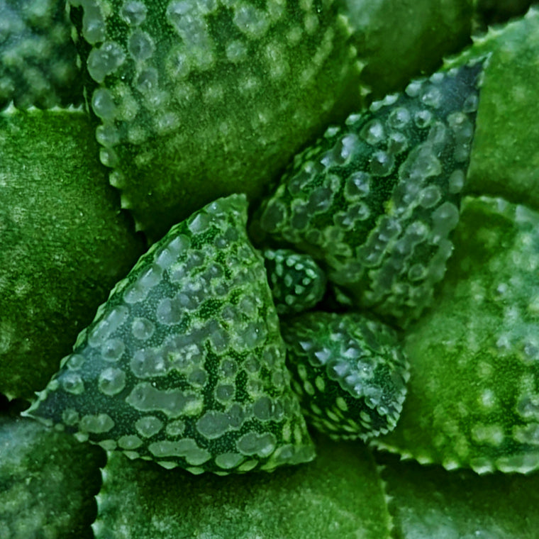 Haworthia Green Pleasure Machine X Mirrorball hybrid series PP419 #h