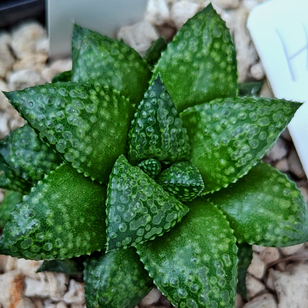 Haworthia Green Pleasure Machine X Mirrorball hybrid series PP419 #h