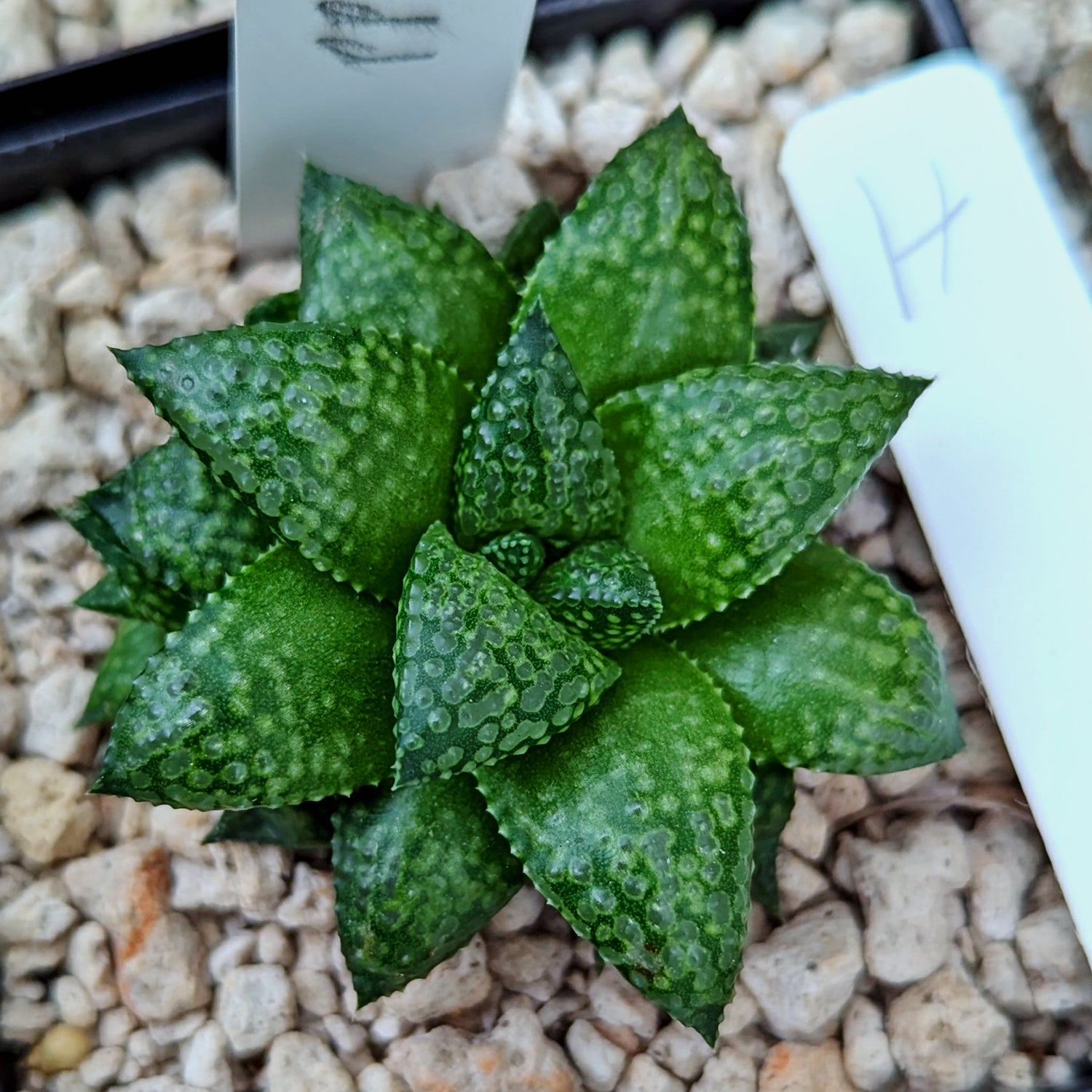 Haworthia Green Pleasure Machine X Mirrorball hybrid series PP419 #h