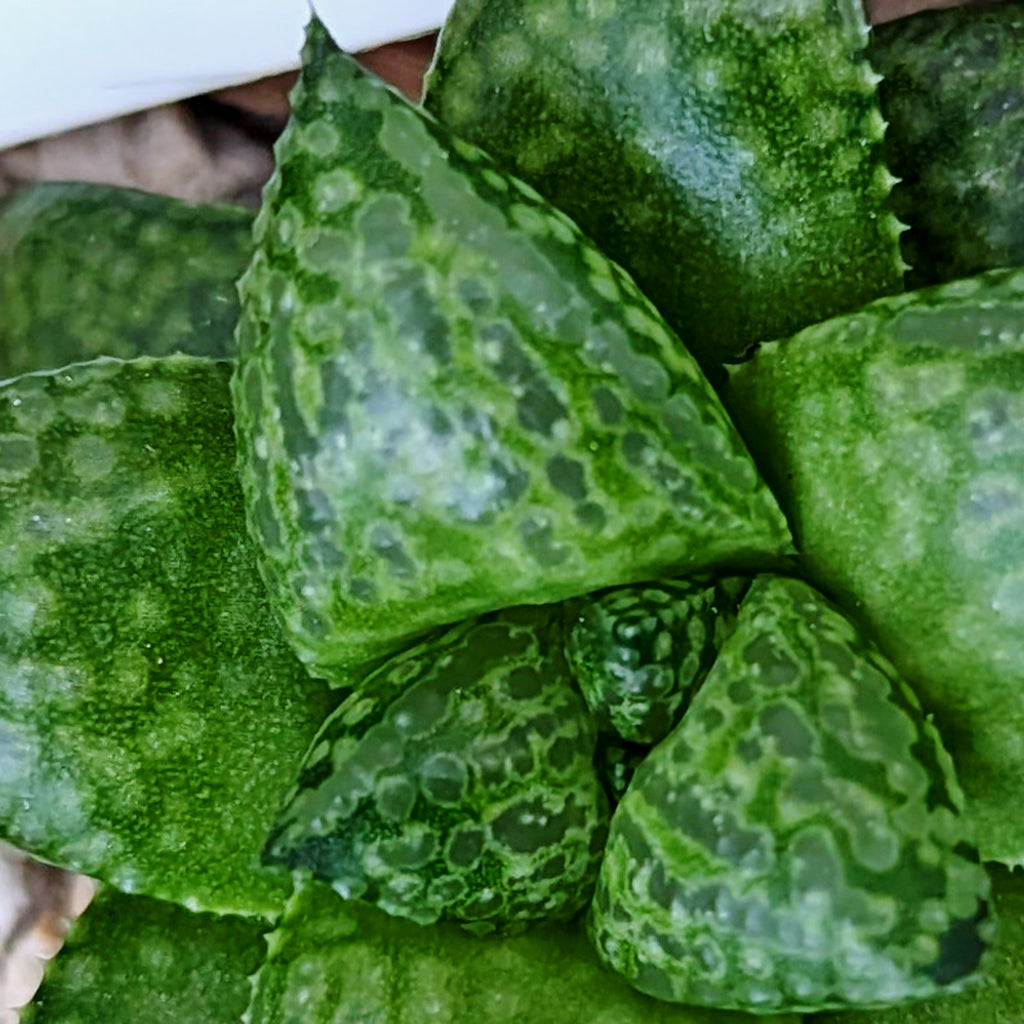 Haworthia Green Pleasure Machine X Mirrorball hybrid series PP419 #i