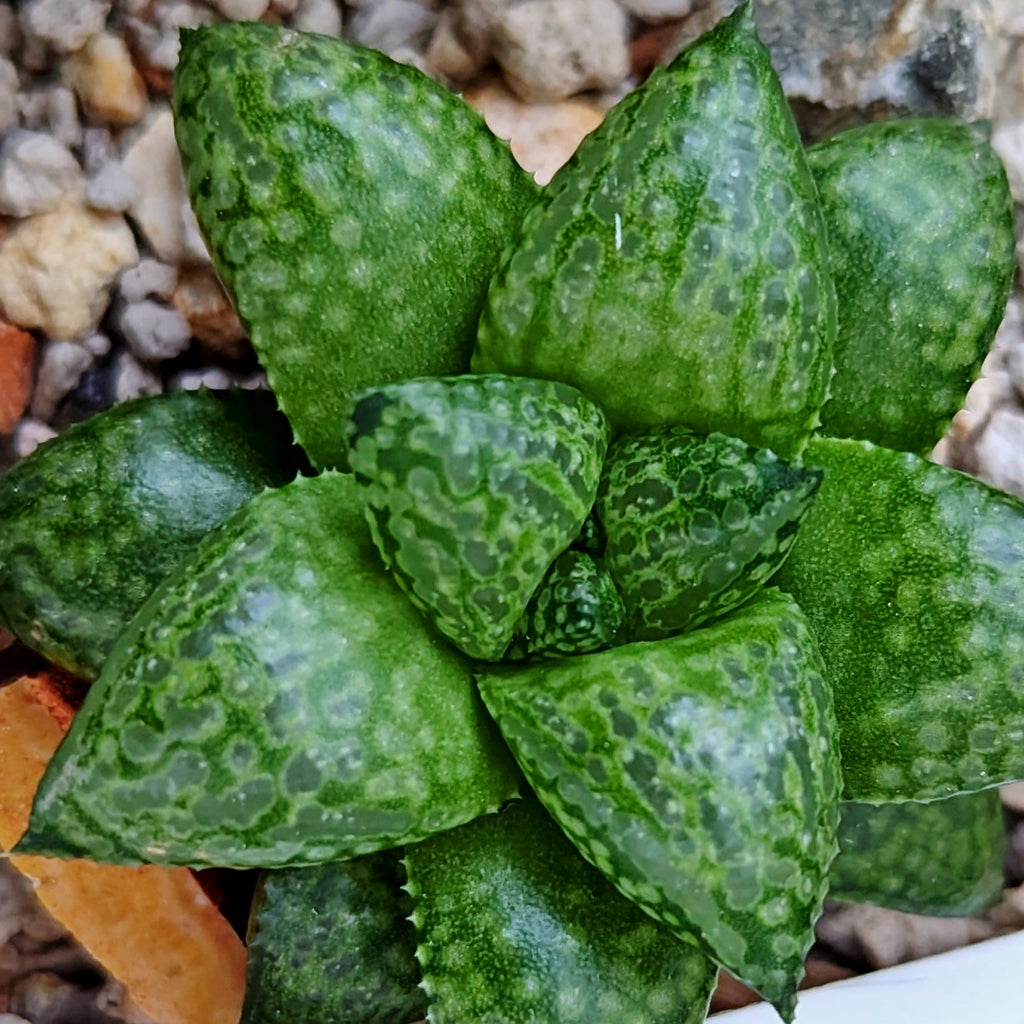 Haworthia Green Pleasure Machine X Mirrorball hybrid series PP419 #i