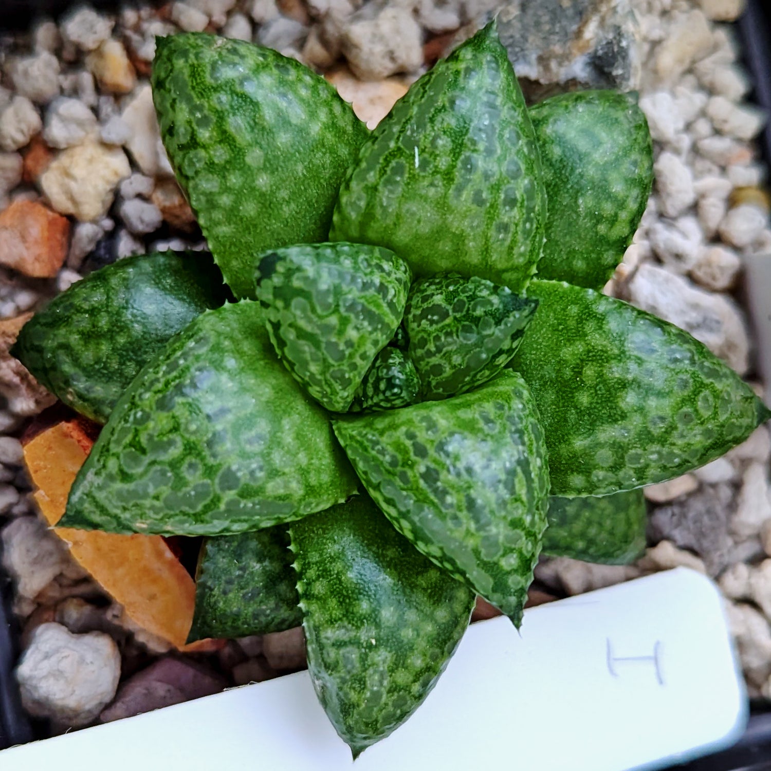 Haworthia Green Pleasure Machine X Mirrorball hybrid series PP419 #i