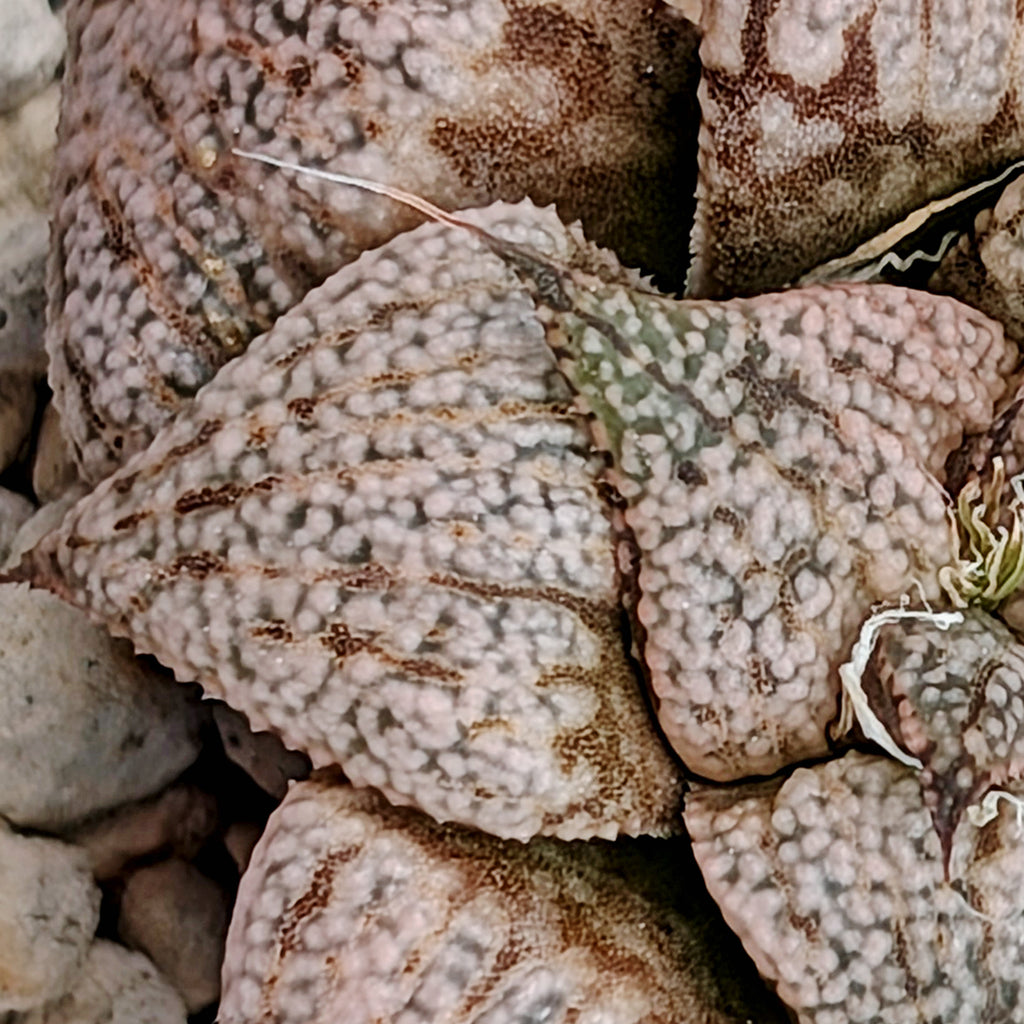Haworthia  hybrid series PP422  #33