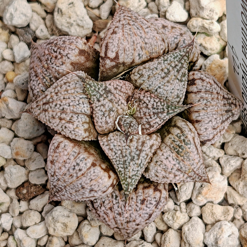 Haworthia  hybrid series PP422  #33