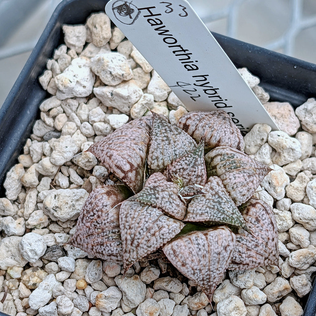 Haworthia  hybrid series PP422  #33