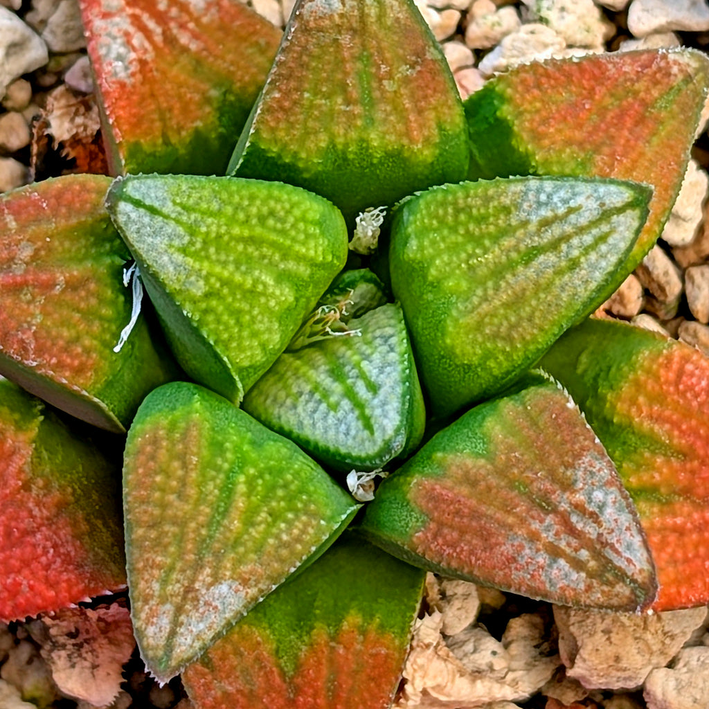 Haworthia groenewaldii hybrid series PP428 #16