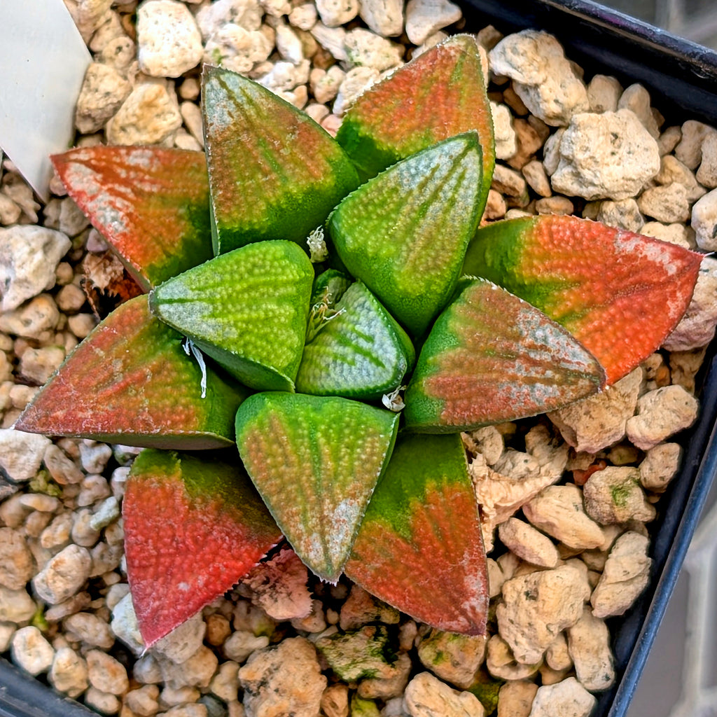 Haworthia groenewaldii hybrid series PP428 #16