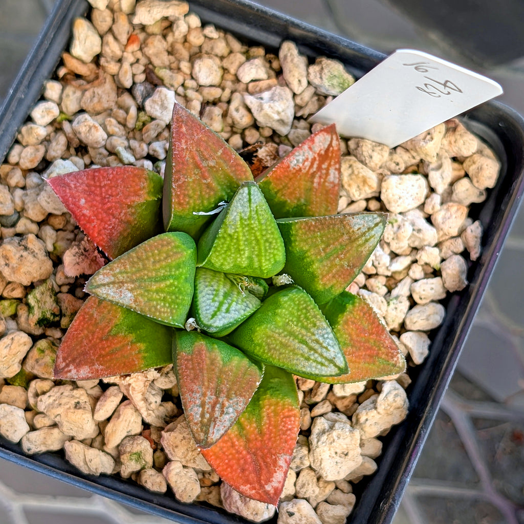 Haworthia groenewaldii hybrid series PP428 #16