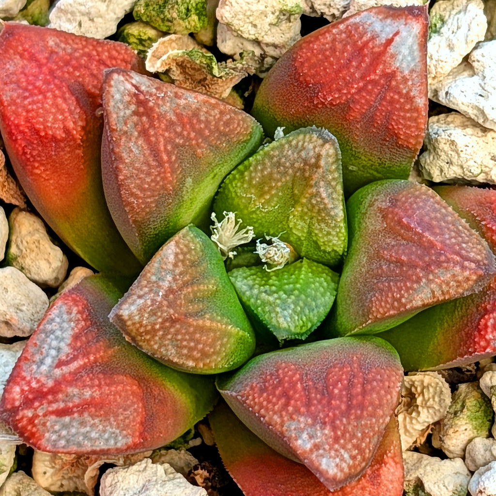 Haworthia groenewaldii hybrid series PP428 #17