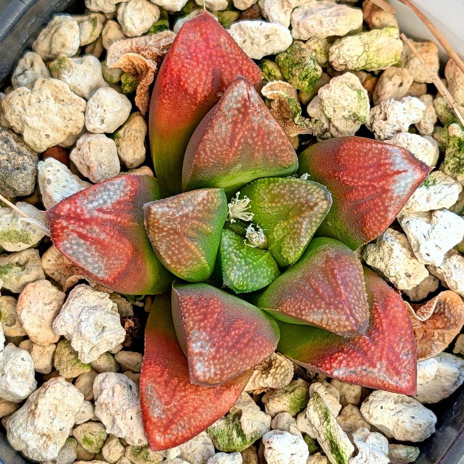 Haworthia groenewaldii hybrid series PP428 #17