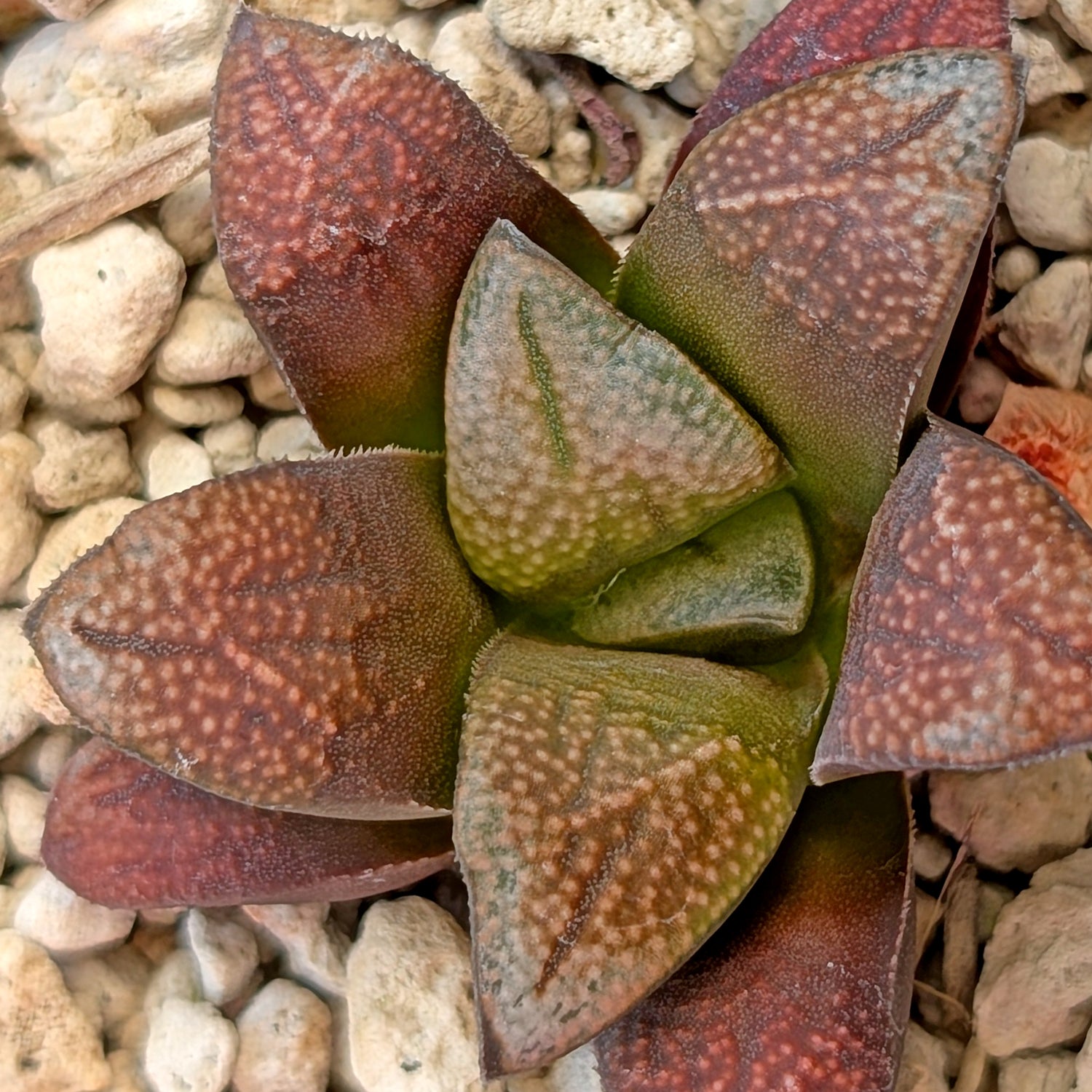 Haworthia groenewaldii hybrid series PP428 #25
