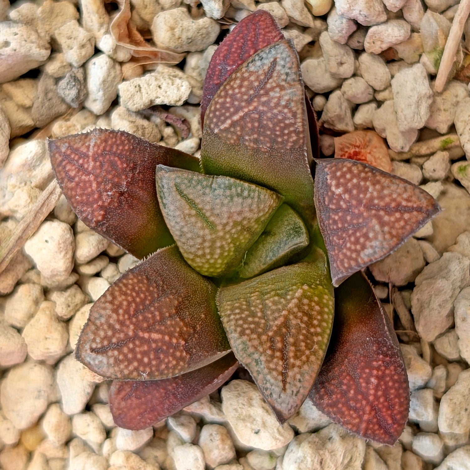 Haworthia groenewaldii hybrid series PP428 #25