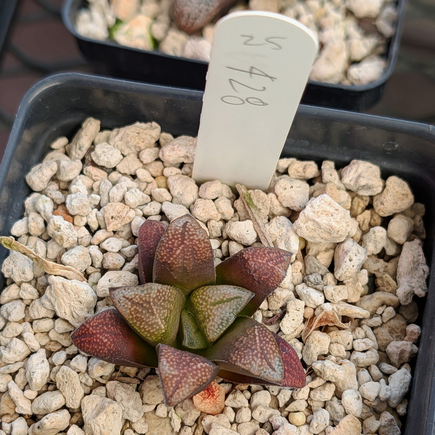 Haworthia groenewaldii hybrid series PP428 #25