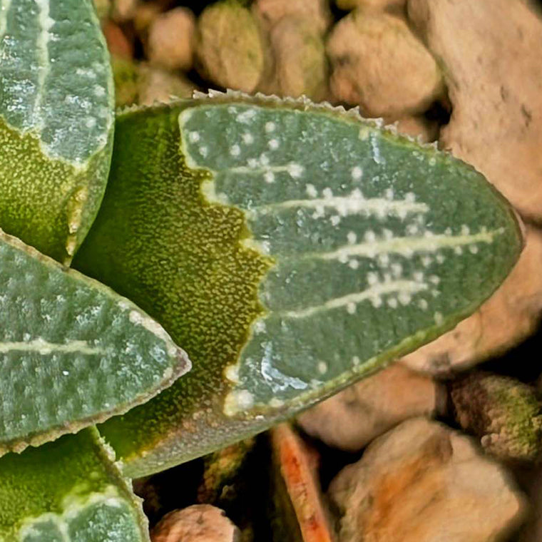 Haworthia groenewaldii hybrid series PP428 #31