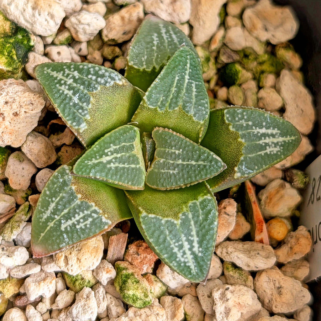 Haworthia groenewaldii hybrid series PP428 #31