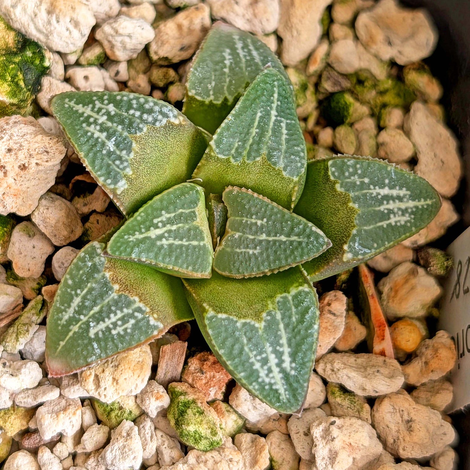 Haworthia groenewaldii hybrid series PP428 #31