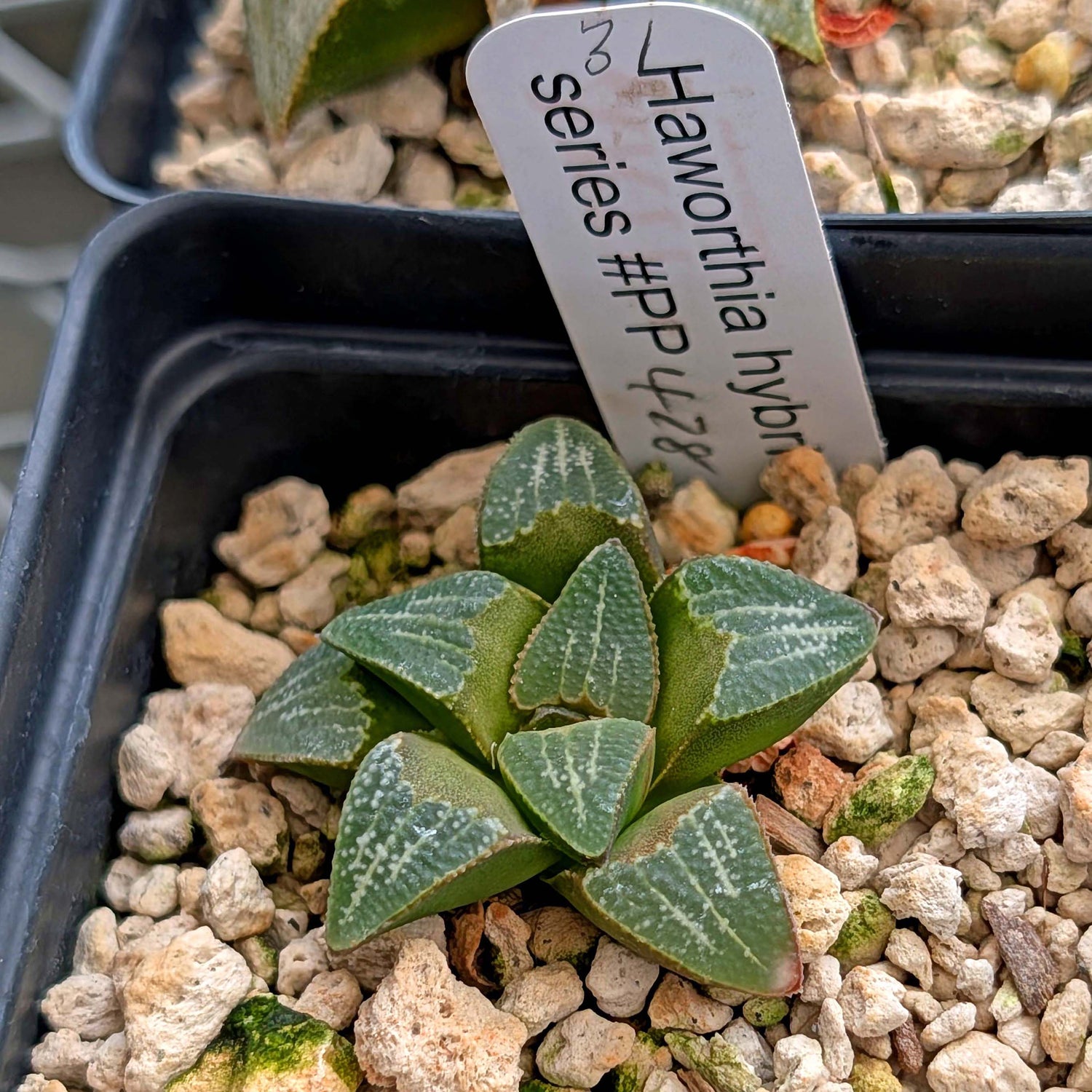 Haworthia groenewaldii hybrid series PP428 #31