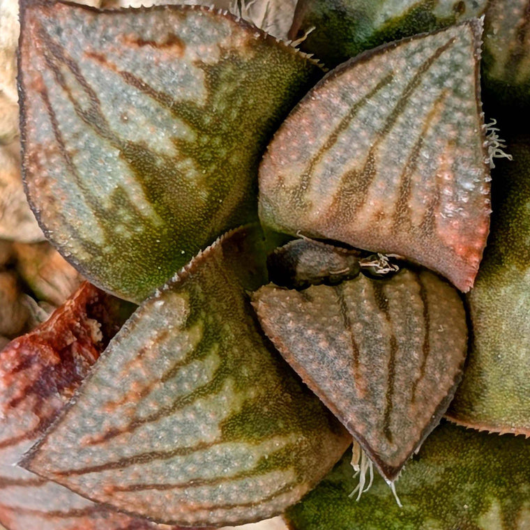 Haworthia groenewaldii hybrid series PP428 #32