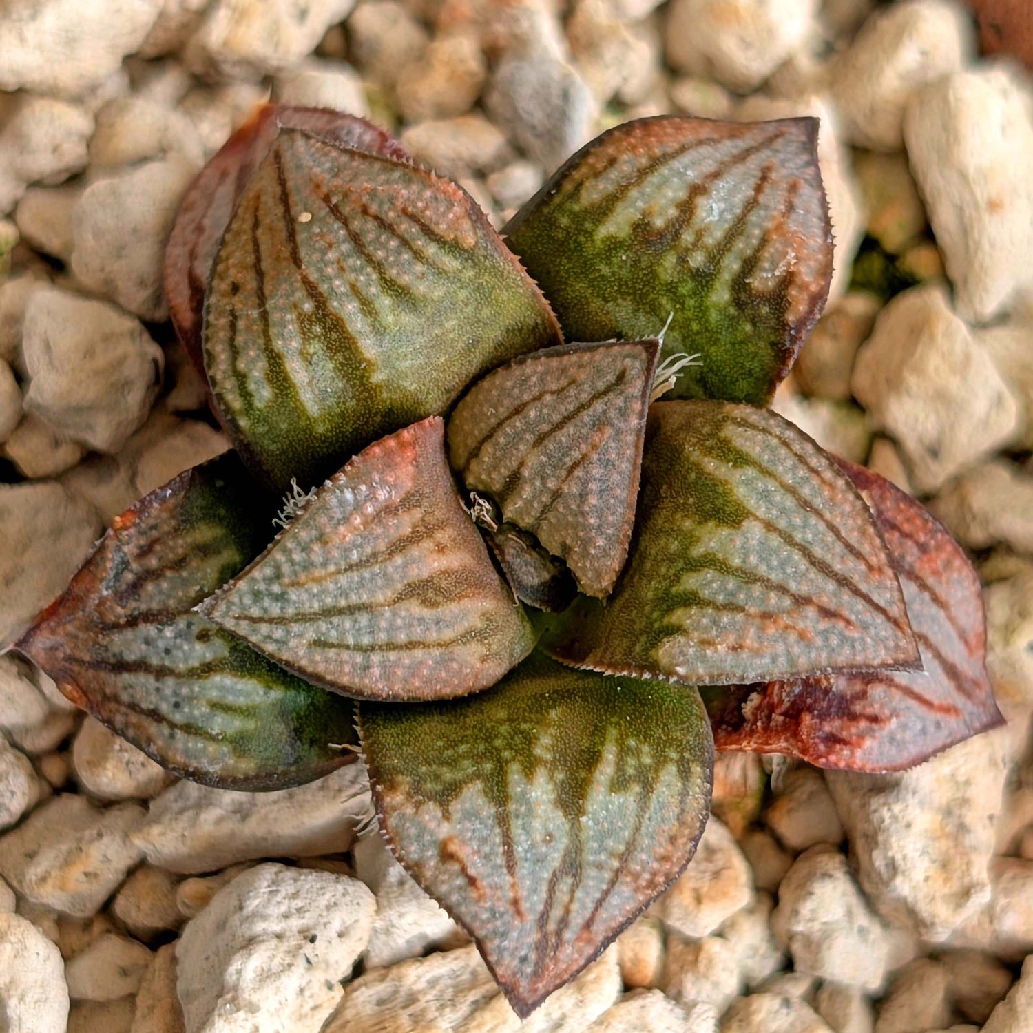 Haworthia groenewaldii hybrid series PP428 #32