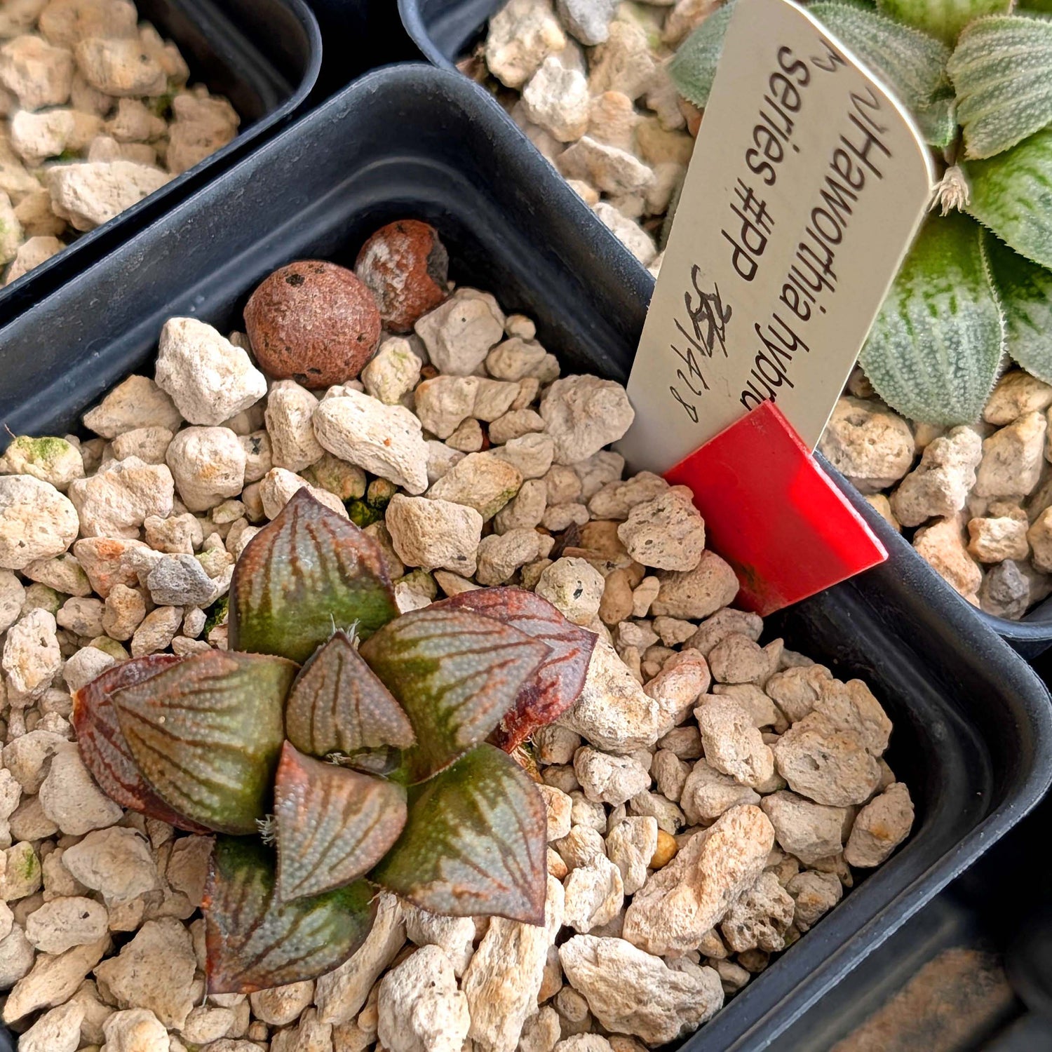 Haworthia groenewaldii hybrid series PP428 #32