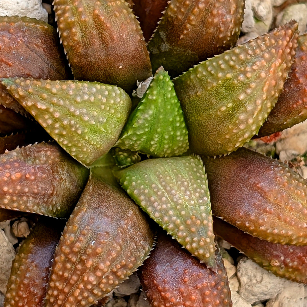 Haworthia  hybrid series PP436 #32
