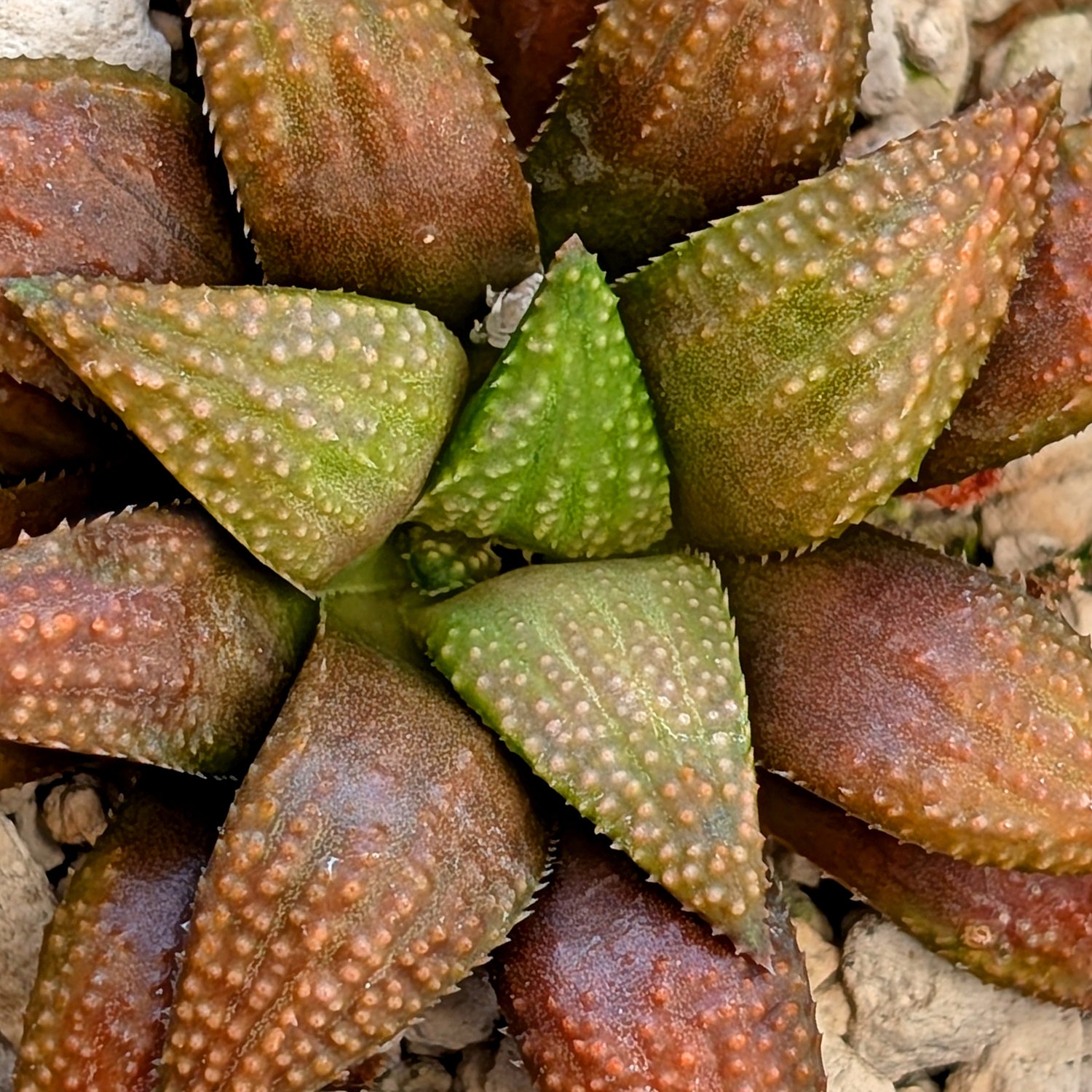 Haworthia  hybrid series PP436 #32