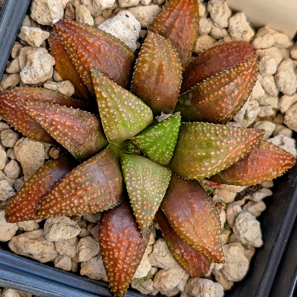Haworthia  hybrid series PP436 #32
