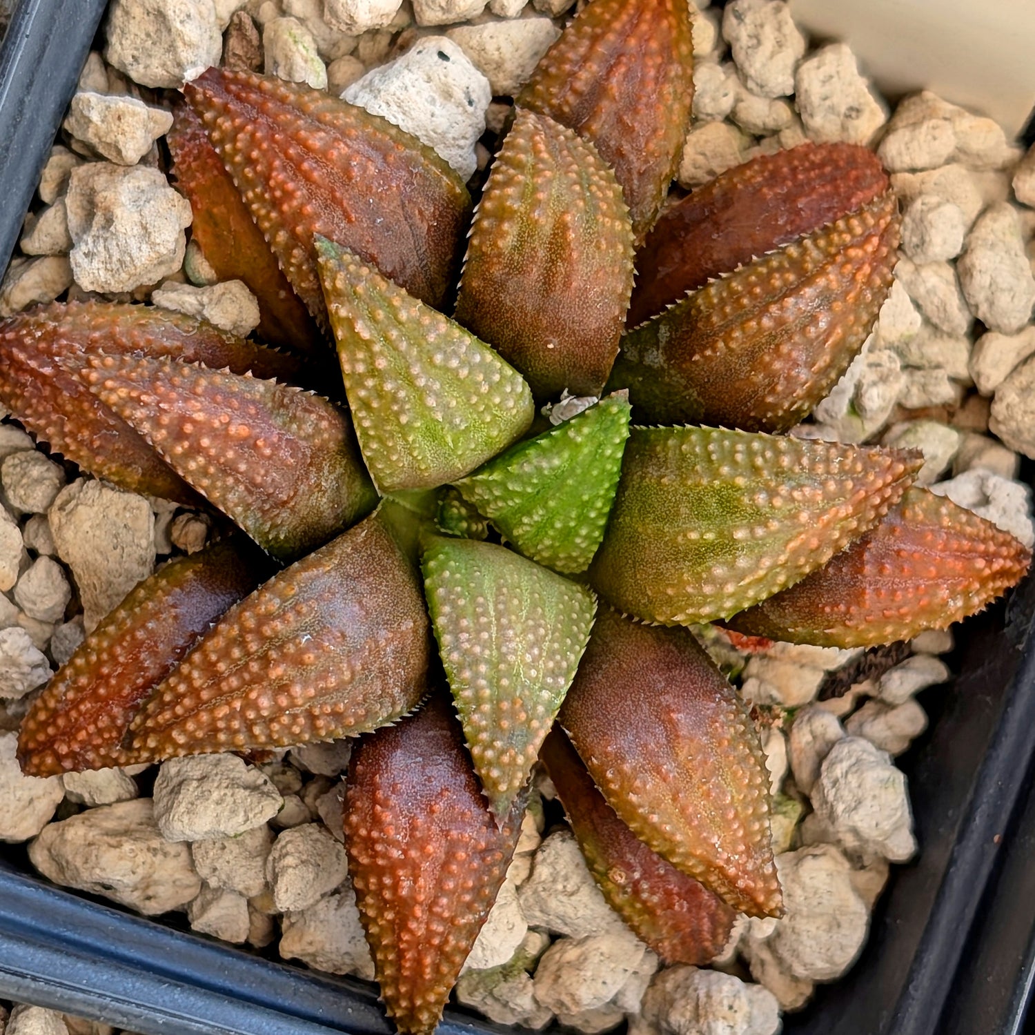 Haworthia  hybrid series PP436 #32
