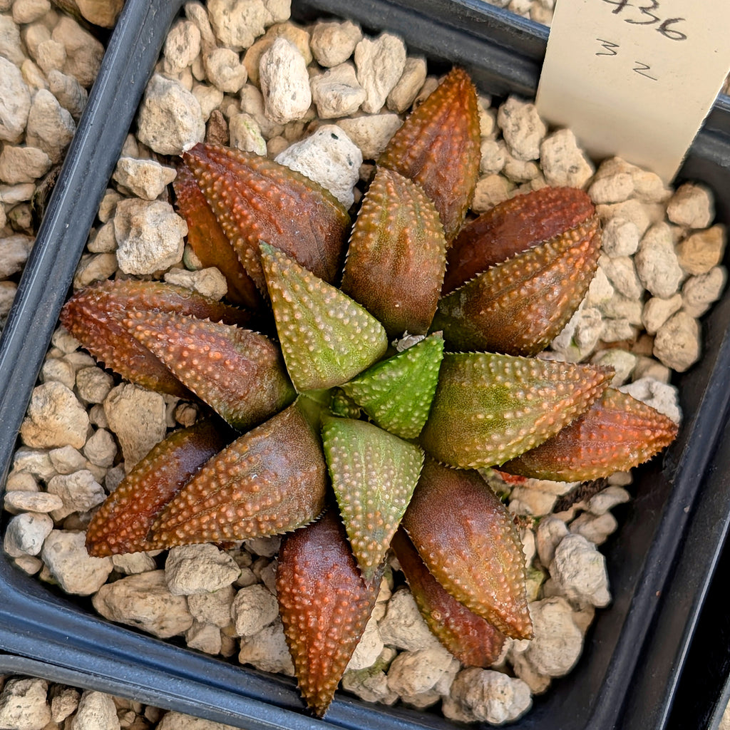 Haworthia  hybrid series PP436 #32