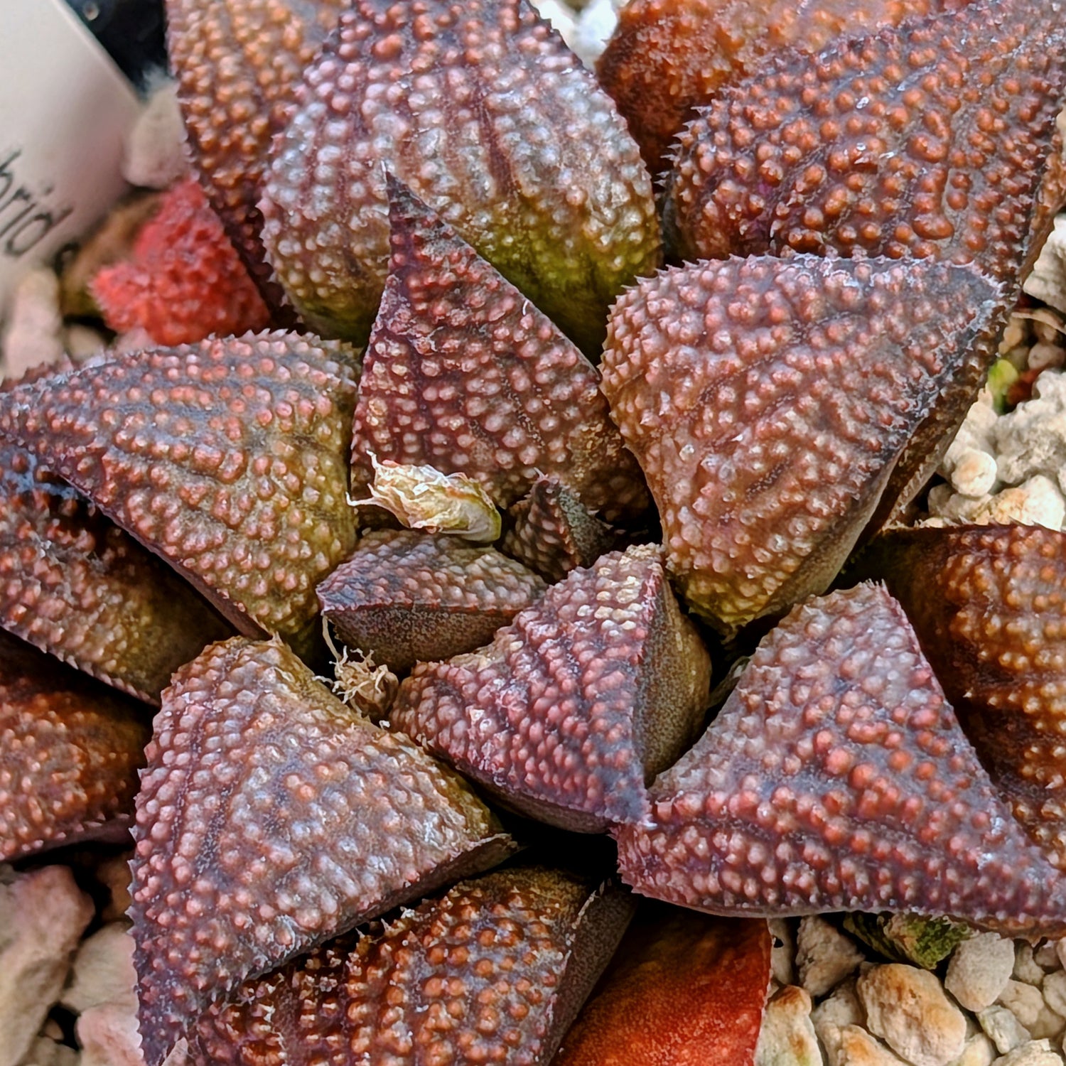 Haworthia  hybrid series PP436 #34