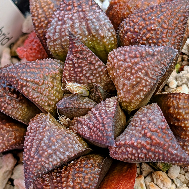 Haworthia  hybrid series PP436 #34