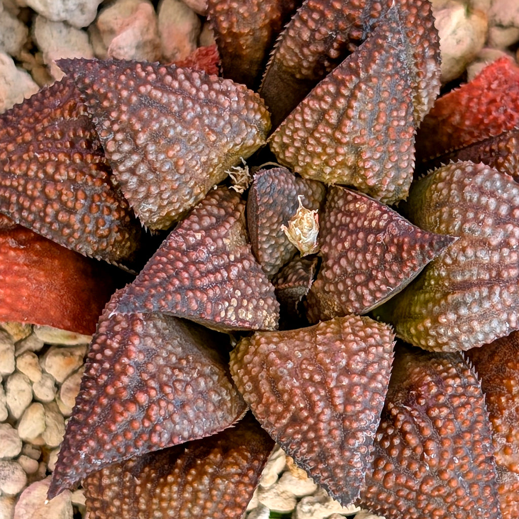 Haworthia  hybrid series PP436 #34