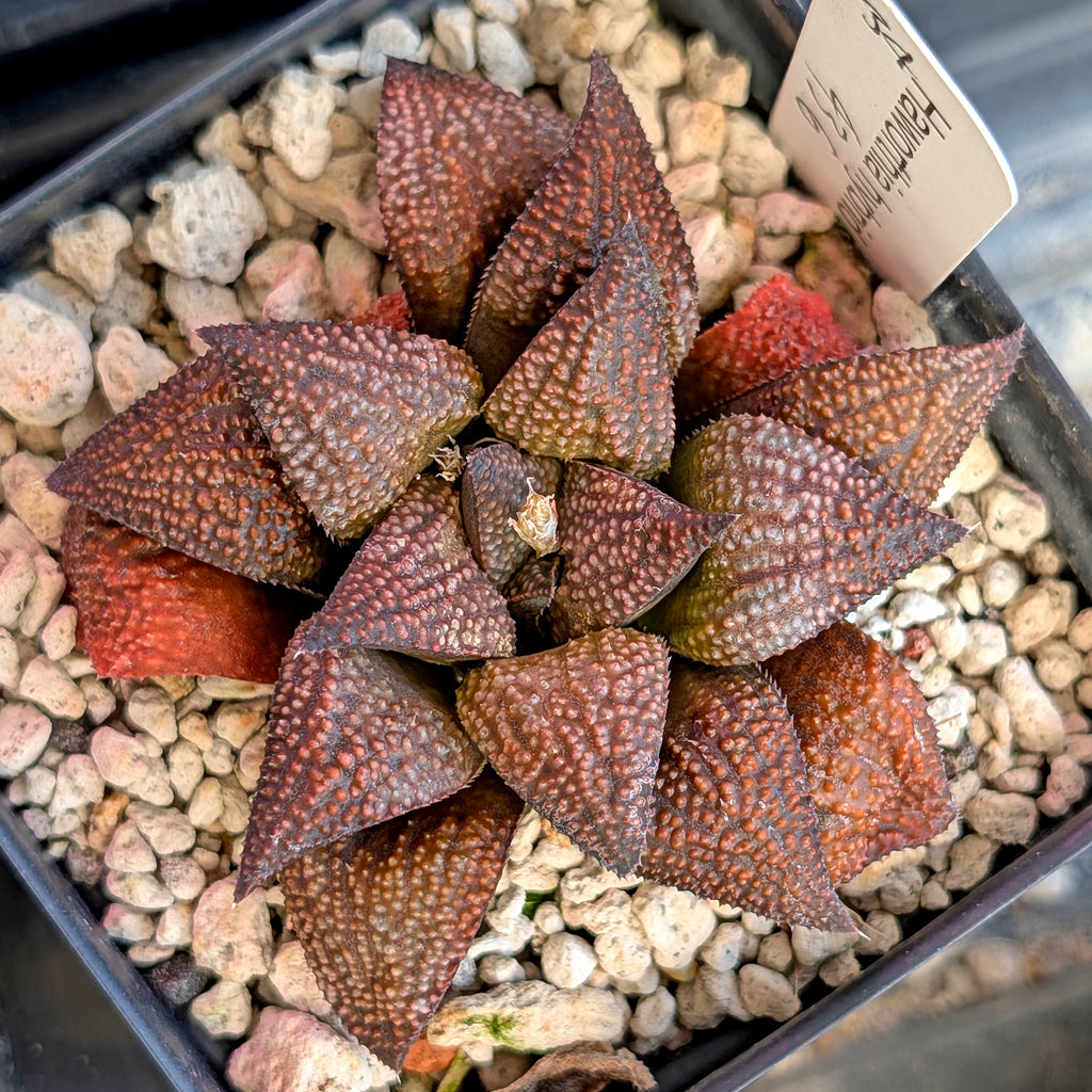 Haworthia  hybrid series PP436 #34