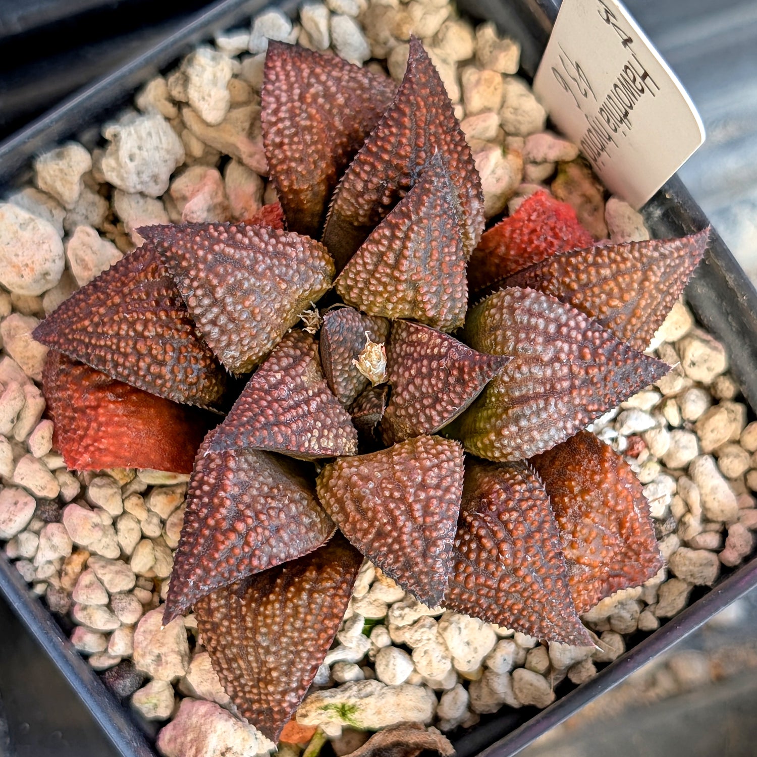 Haworthia  hybrid series PP436 #34