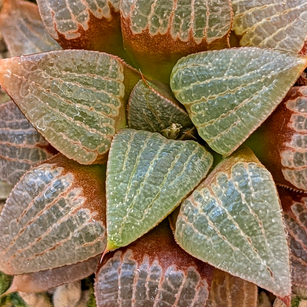Haworthia  hybrid series PP508 #40
