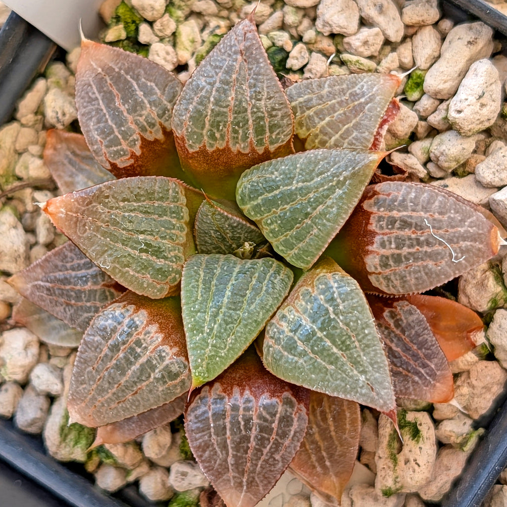 Haworthia  hybrid series PP508 #40