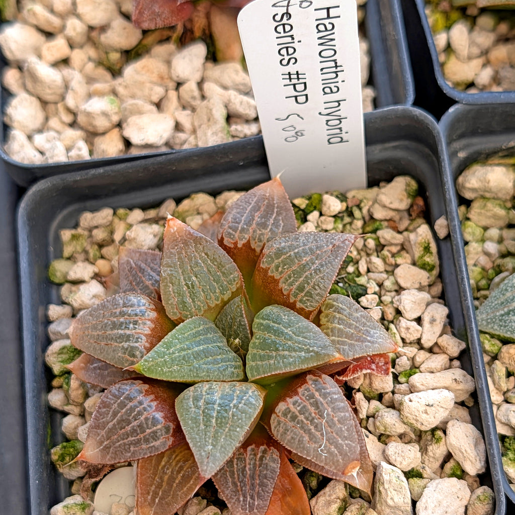Haworthia  hybrid series PP508 #40