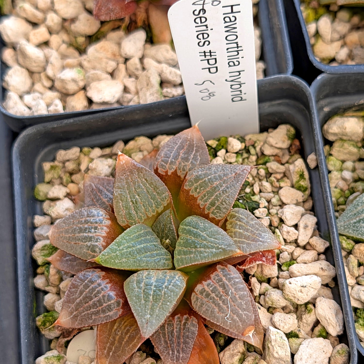 Haworthia  hybrid series PP508 #40