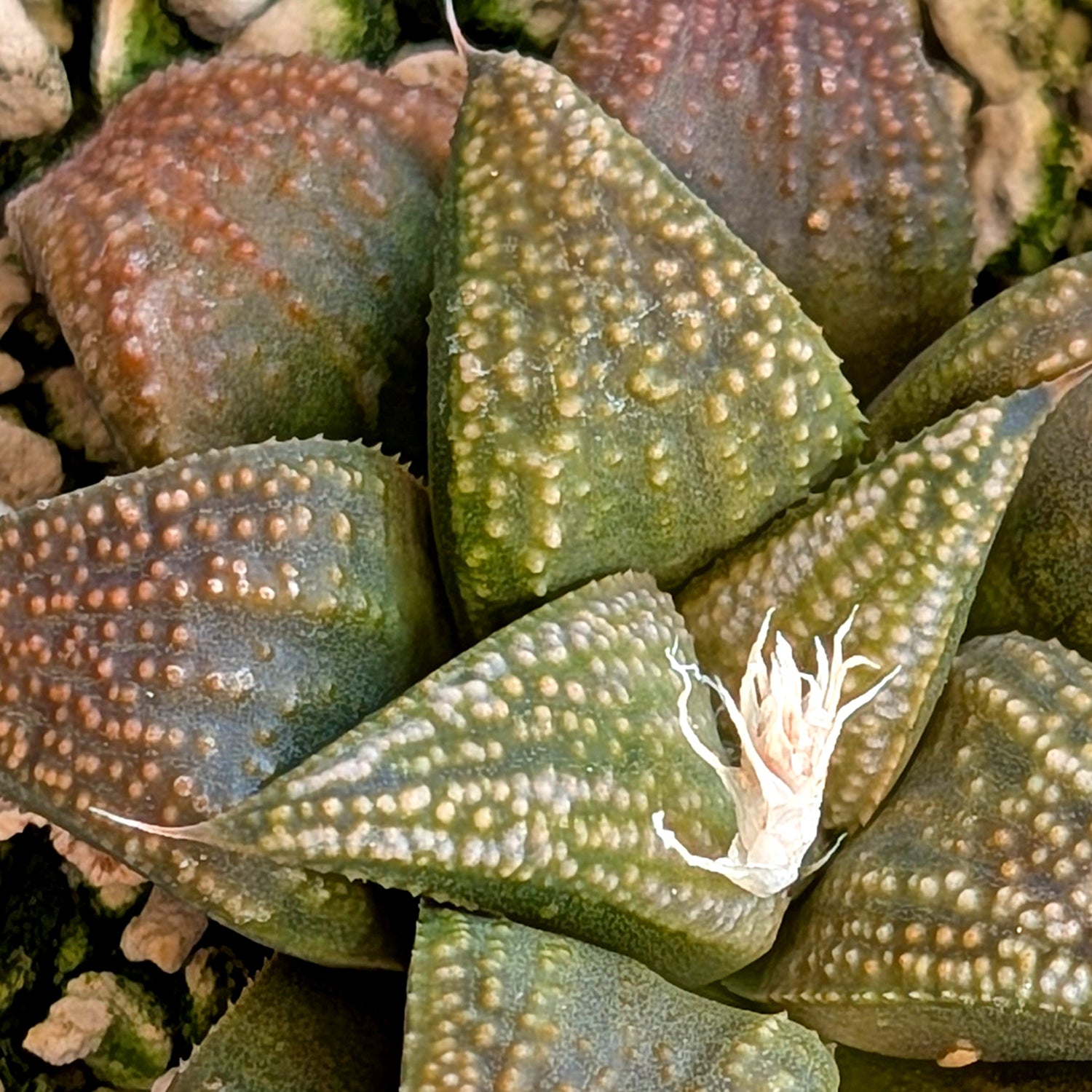 Haworthia  hybrid series PP516 #20
