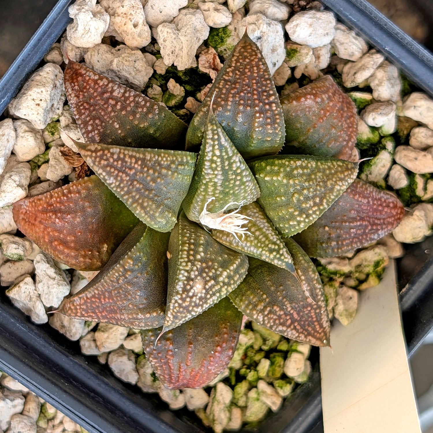 Haworthia  hybrid series PP516 #20