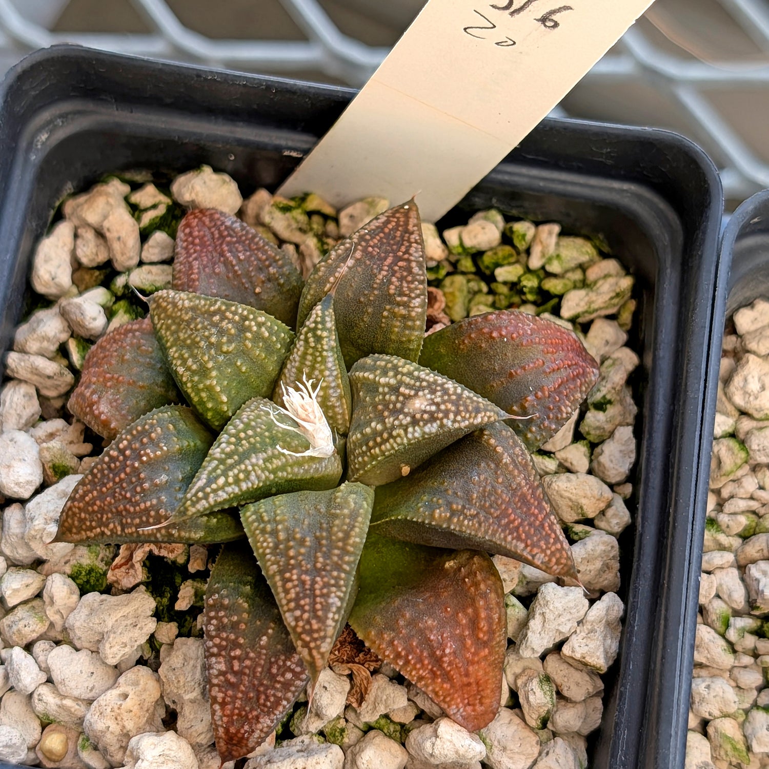 Haworthia  hybrid series PP516 #20
