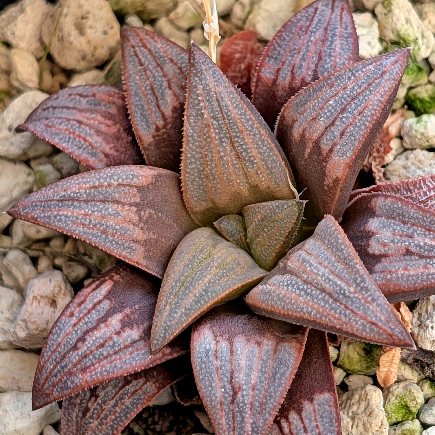 Haworthia  hybrid series PP516 #23