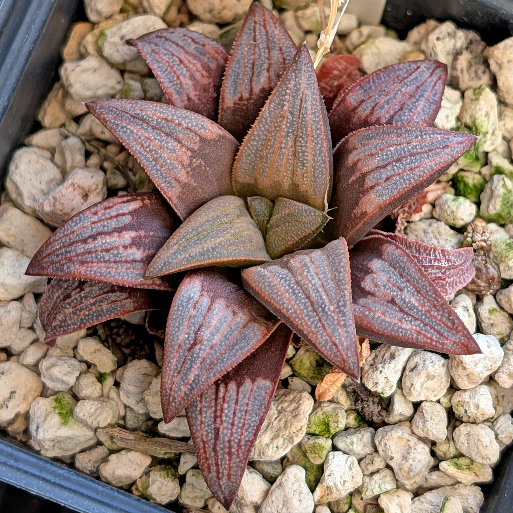 Haworthia  hybrid series PP516 #23