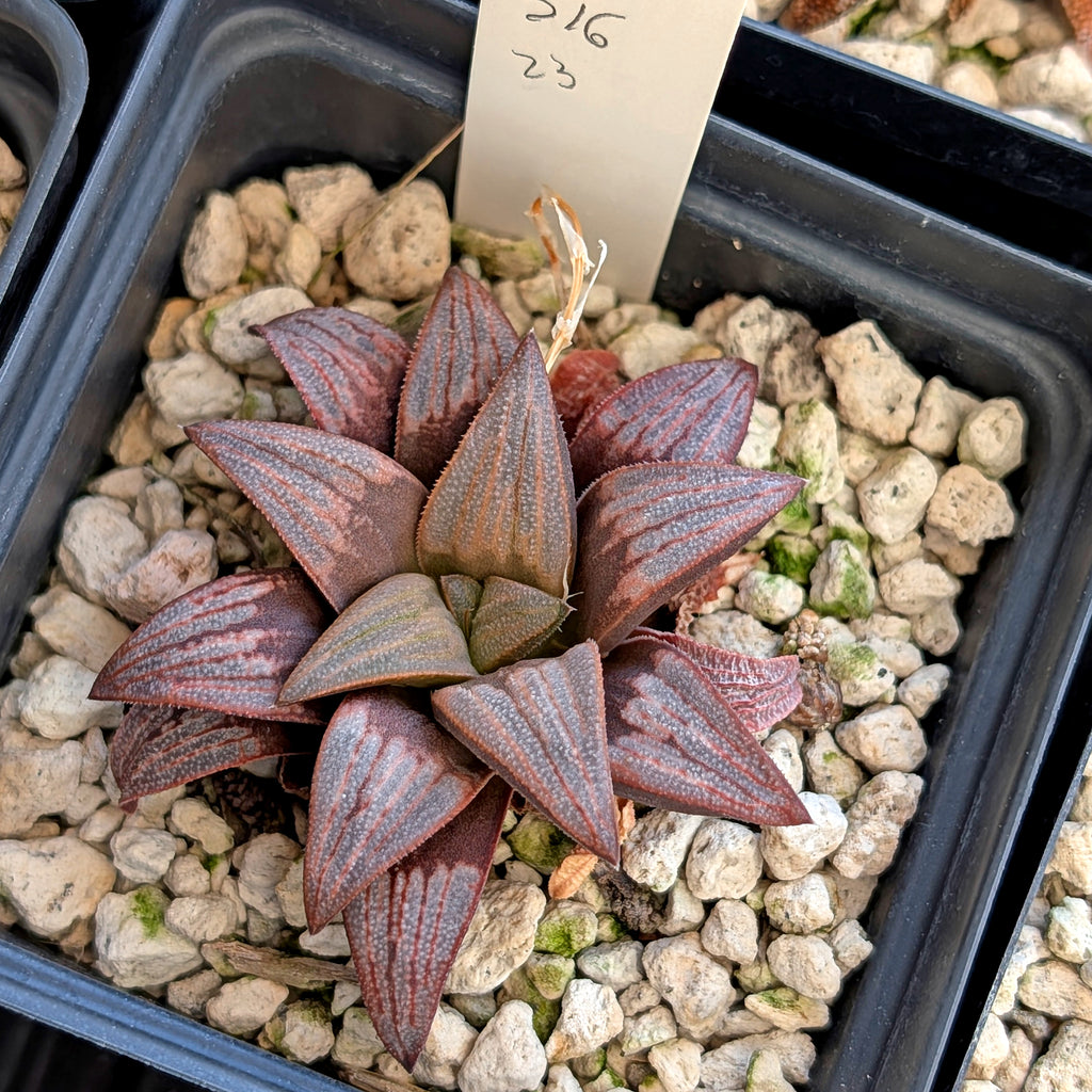 Haworthia  hybrid series PP516 #23
