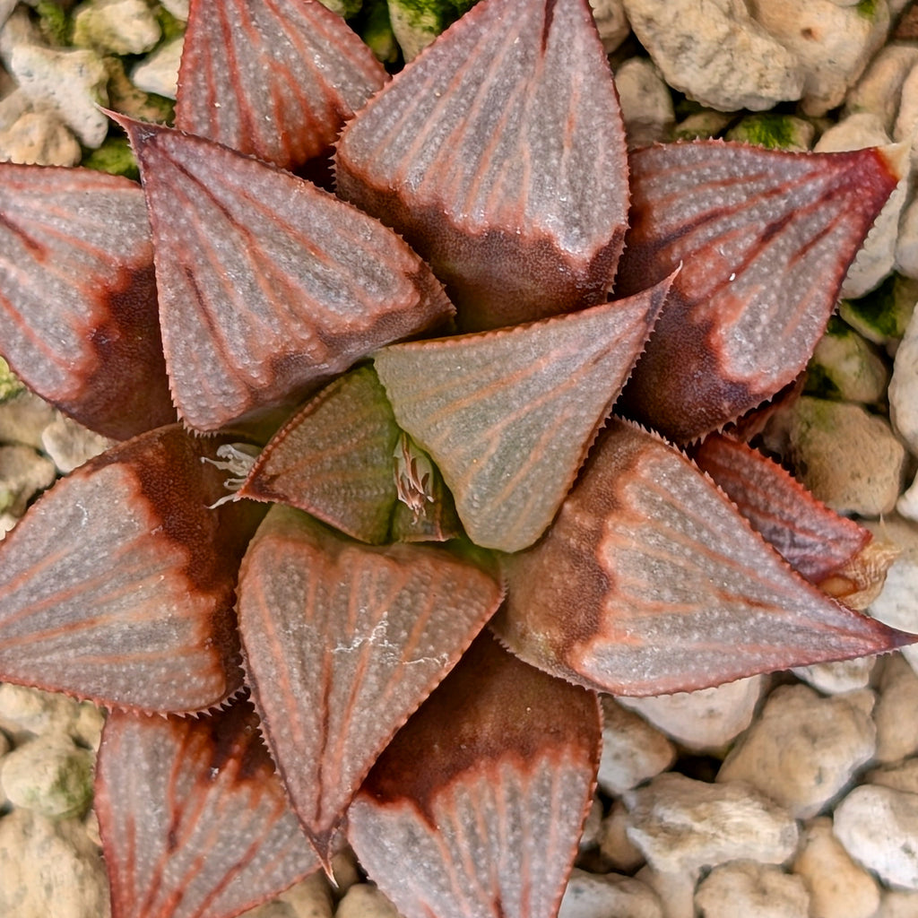 Haworthia  hybrid series PP516 #31