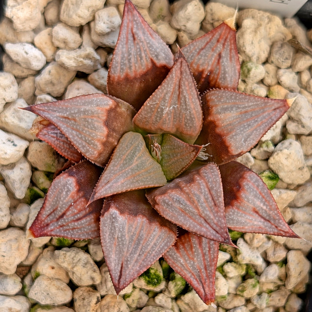 Haworthia  hybrid series PP516 #31